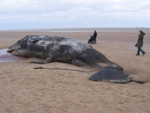 A beached whale