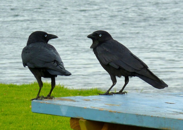 Two birds in conversation