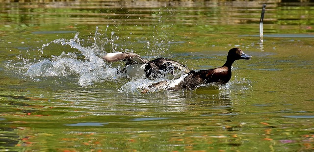 duck swimming at speed