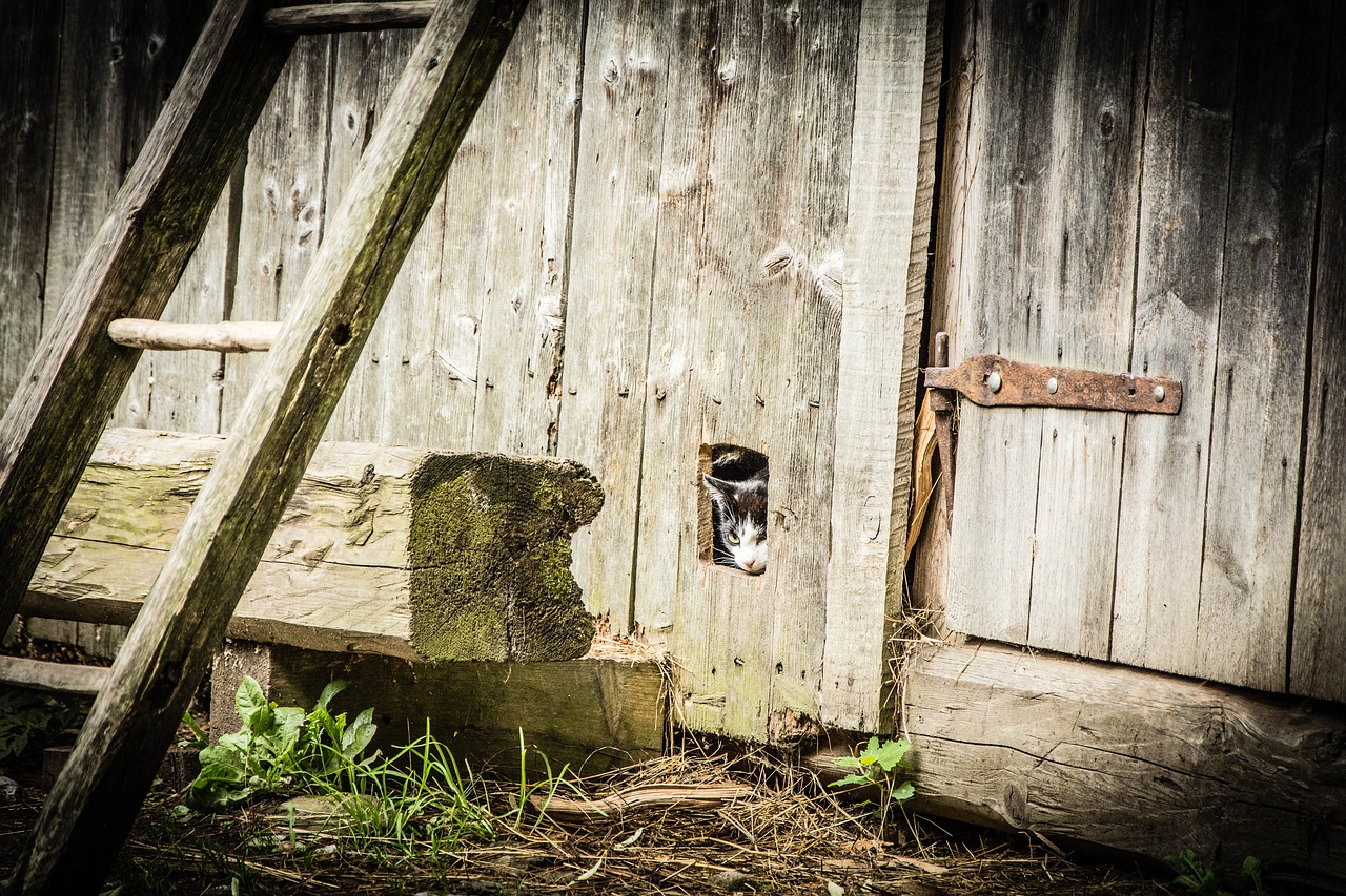 Old wooden ladder