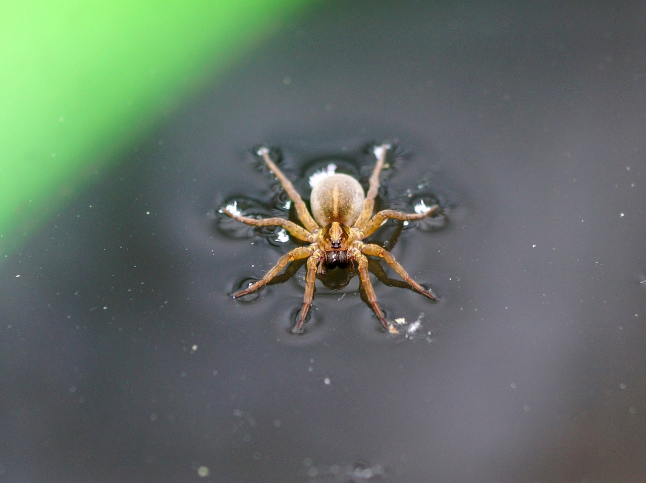 Spider on water, held there by surface tension