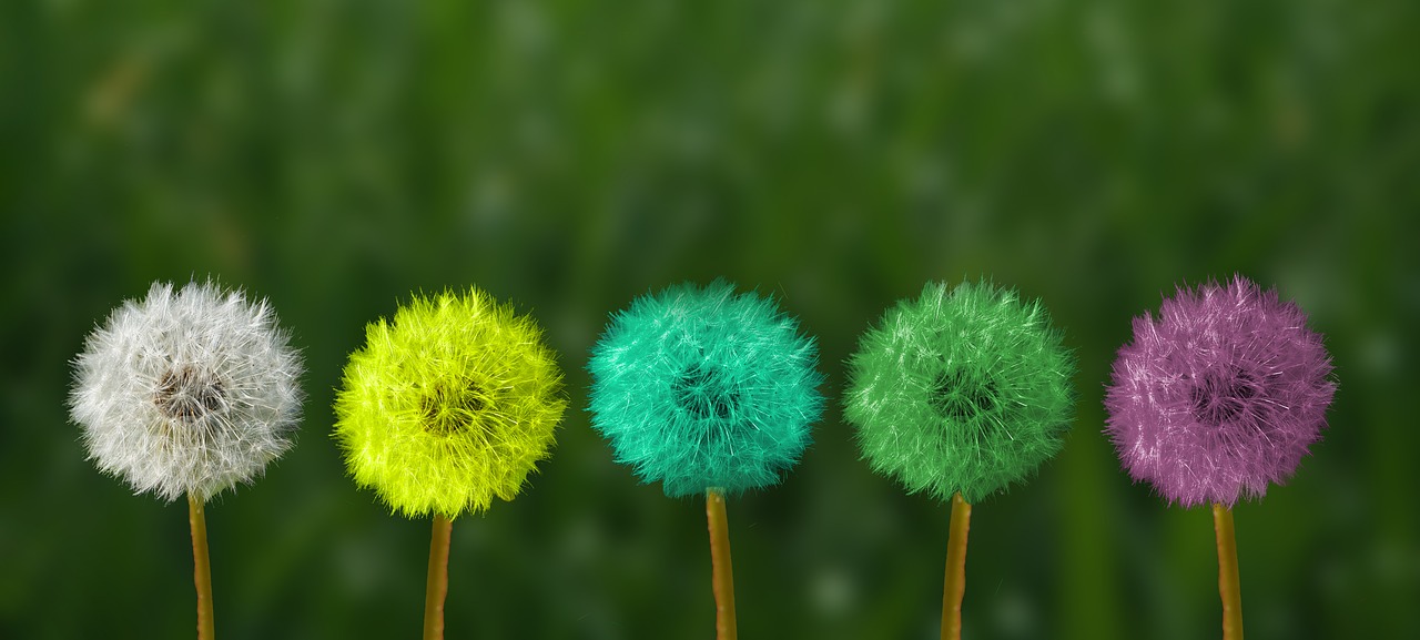 Multi-coloured dandelion clocks