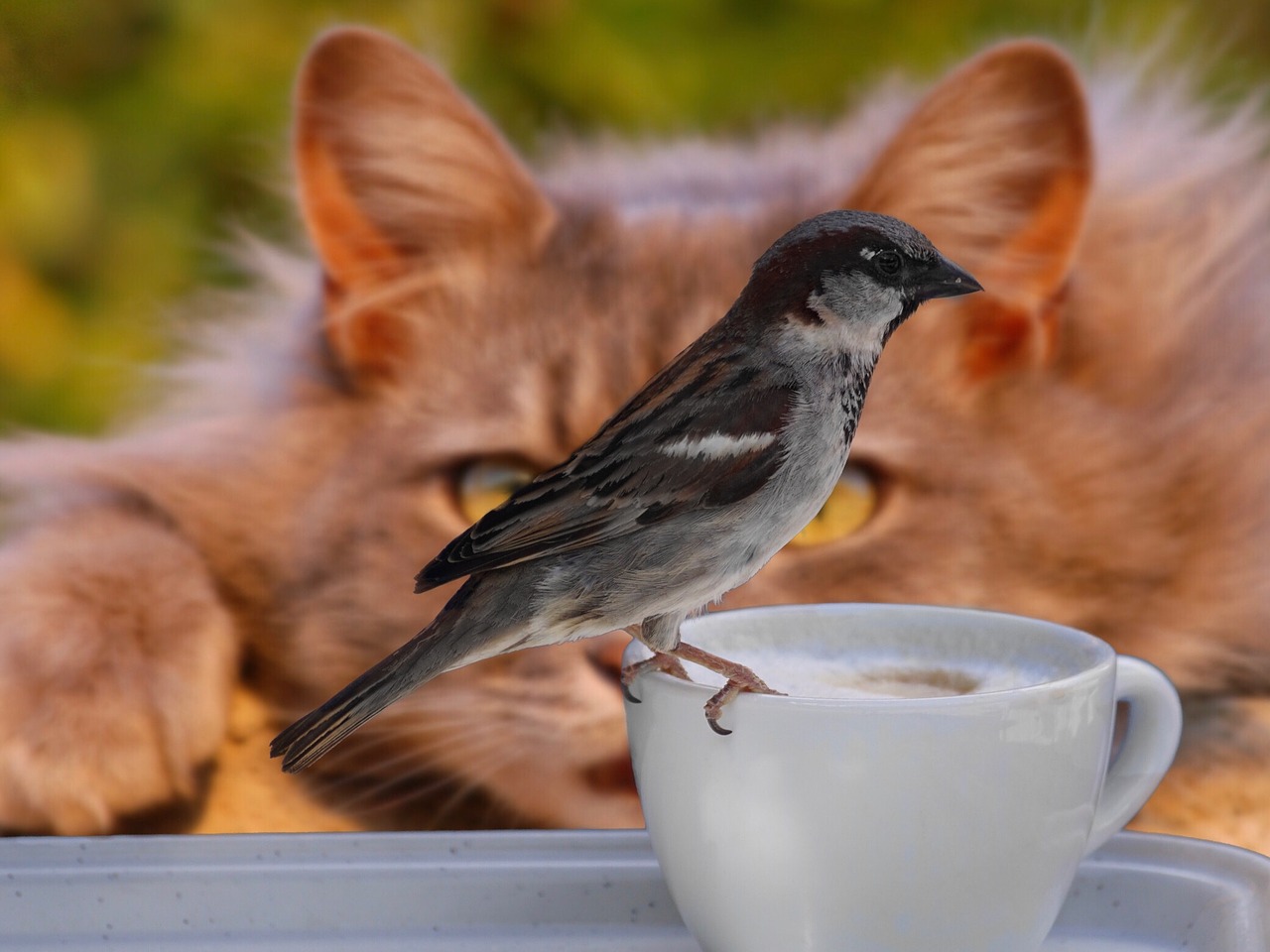 Bird perched on coffee cup, watched by cat