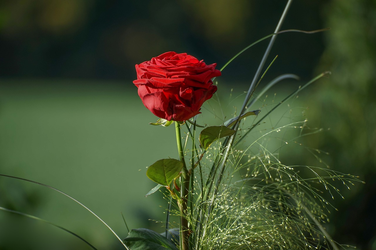 A red rose