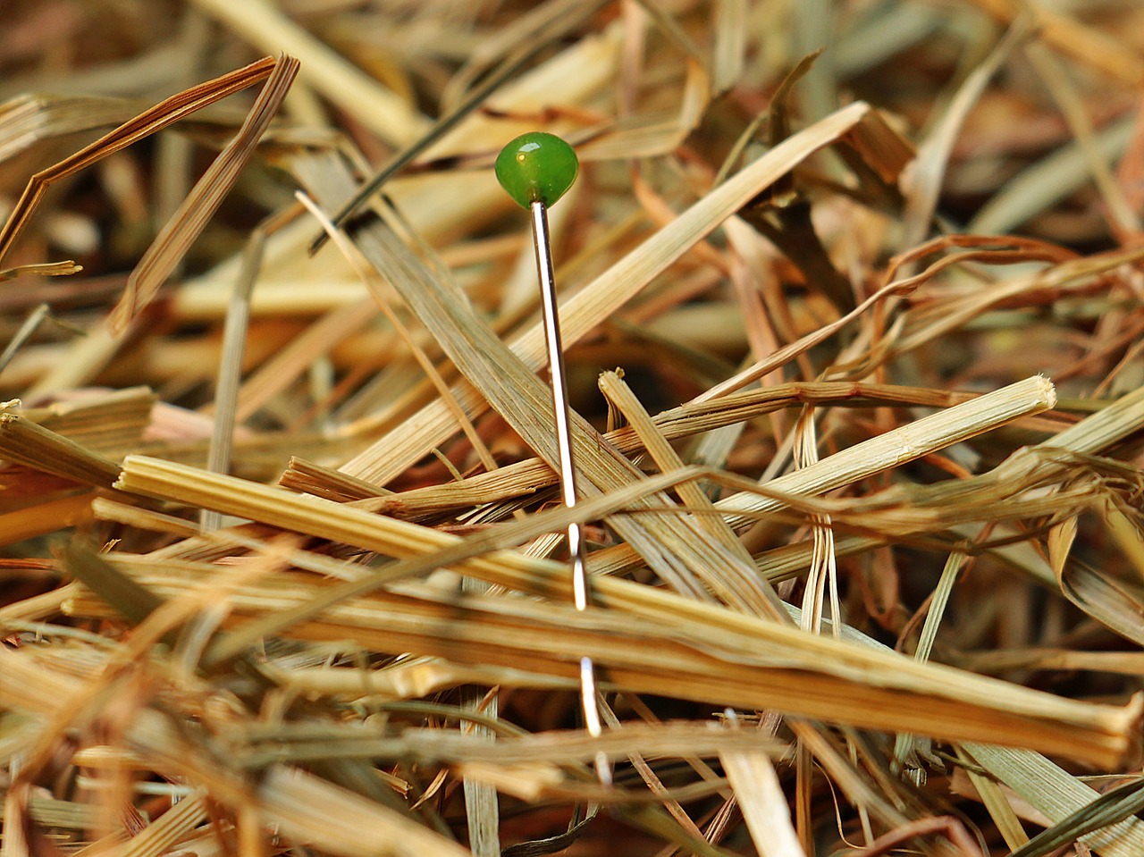 a needle in a haystack