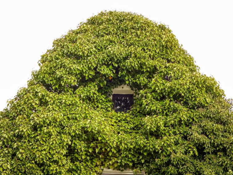 house overgrown with ivy