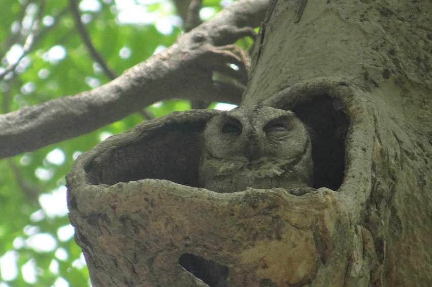 Indian Scops Owl in a niche