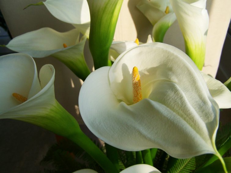 bouquet of white lilies